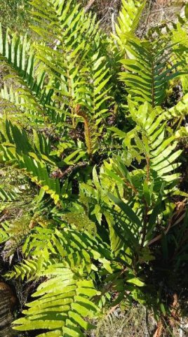 Blechnum capense living it up